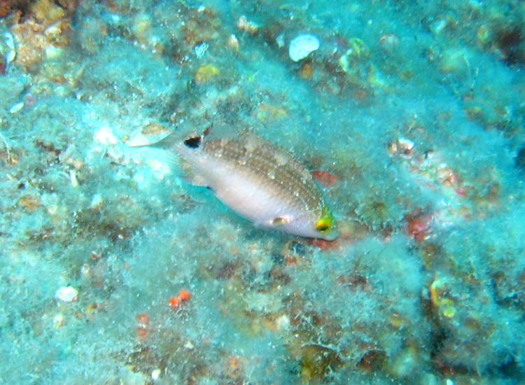 Forse Labridae.. (Symphodus mediterraneus)